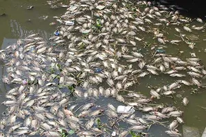 Cá lại chết trắng trên kênh Nhiêu Lộc - Thị Nghè