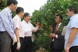 Vải thiều Việt Nam nhận phản hồi tích cực tại thị trường Pháp