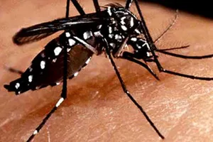 Virus sốt xuất huyết trở nên nguy hiểm! 