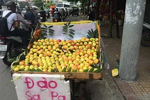 Khó phân biệt đào Sa Pa với đào Trung Quốc