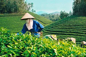 ‘Cởi trói’ cho đại gia rót tiền vào nông nghiệp