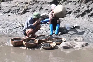 Hạ Long có nguy cơ ô nhiễm than bùn