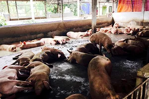 Nuôi heo bằng chất tạo nạc, phải xử nặng!