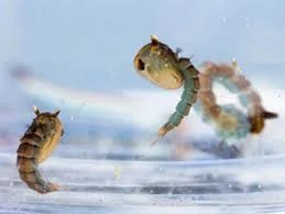 11% nhà vệ sinh trường học ở TP.HCM ‘nuôi’ lăng quăng