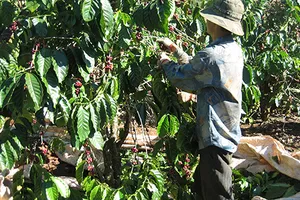 Starbucks và nỗi buồn cà phê Việt 