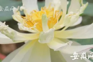 Hạt sen 600 tuổi bất ngờ nở hoa 