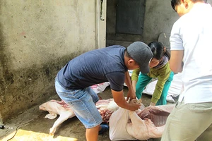 Xâm nhập ‘thủ phủ’ mổ heo lậu