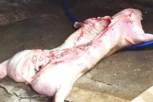 Heo trôi nổi từ lò ra chợ