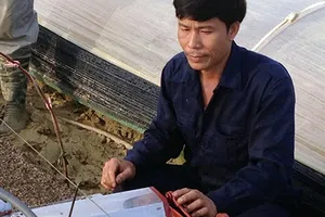 ‘Hai lúa’ Việt chinh phục ông chủ Israel 