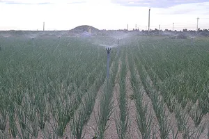 Kéo điện ra đồng trồng tỏi đặc sản Lý Sơn