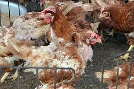 Phát hiện ba ổ dịch cúm A (H5N1) trên gia cầm