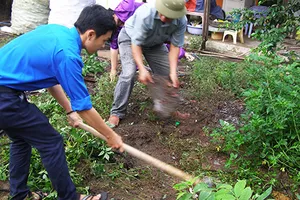 TP.HCM dồn sức diệt lăng quăng