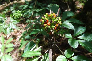 Chính phủ đồng ý bảo tồn sâm Ngọc Linh