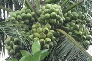 Coi chừng dừa rụng trúng đầu