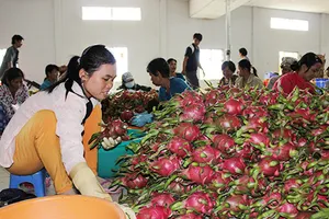 Trái cây Thái ‘mượn’ Việt Nam tiến vào Trung Quốc