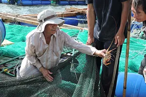 Tôm hùm chết hàng loạt, dân điêu đứng