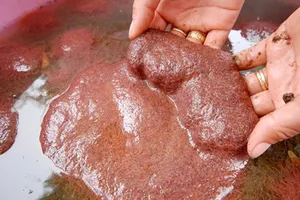 Nhiều điểm kinh doanh cá kiểng hết bán lăng quăng