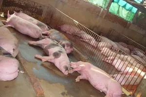 Phát hiện một trại nuôi heo sử dụng chất tăng trọng