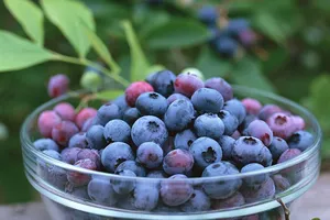 Những trái cây giá rẻ về Việt Nam hóa đắt đỏ