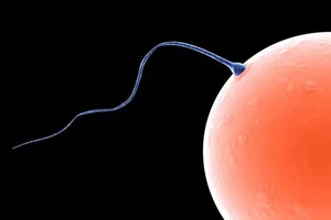 Vì sao năng quan hệ tăng khả năng thụ thai?