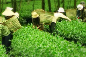 Trà Ô long tắc đầu ra, dân lao đao