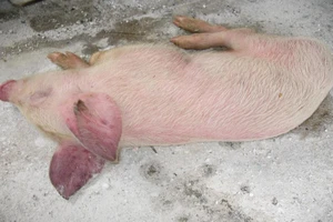 Dịch heo tai xanh bùng phát tại Nghệ An và Hà Tĩnh