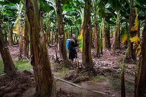 Người Trung Quốc thao túng miền Bắc Lào 