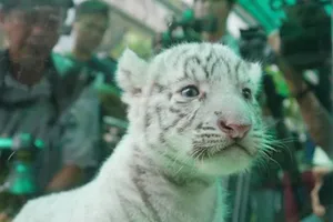 Thảo Cầm Viên thiếu tiền nuôi hổ