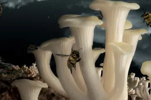 Phim ngắn từ sáu quốc gia tới Việt Nam