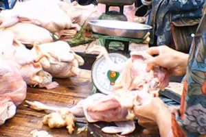 Trộn thuốc chữa hen vào thức ăn để gia cầm mau lớn