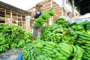Chuối được giá nhờ Trung Quốc mua nhiều 
