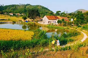 ‘Dân làm ra vẻ đẹp Tam Kỳ chứ ai!’