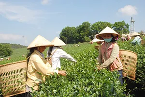 Minh oan cho chè ô long