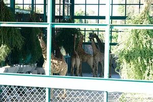 Vinpearl Safari Phú Quốc đón 200 thú quý hiếm