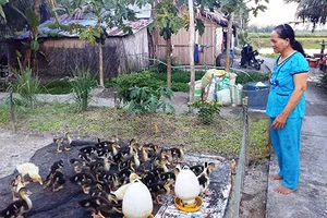 Đội ‘đặc nhiệm’ vịt cổ cò