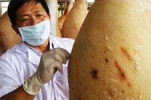 TP.HCM sẽ tiêu hủy heo dương tính với chất cấm
