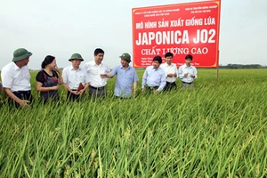 Lấy gạo Nhật làm thương hiệu gạo Việt? 