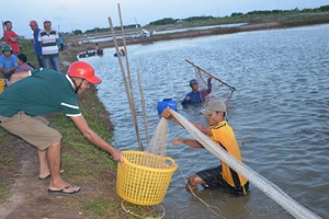 ‘Cướp’ tôm ngay trong ao