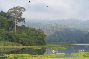 Đồng Nai phản ứng dự án đường xuyên rừng Cát Tiên