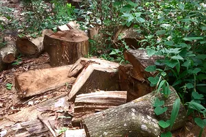 Đốn cây, chẻ đá phá khu di tích núi Chứa Chan