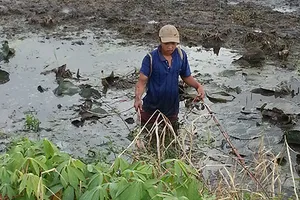 Nhộn nhịp xiệc cá sông