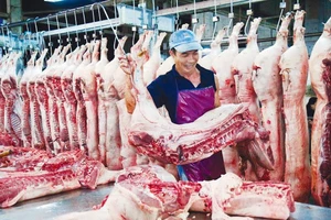 Trung Quốc mua heo ‘khủng’ là bình thường