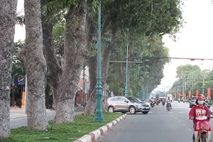 Lấy ý kiến dân để đốn cây xanh 