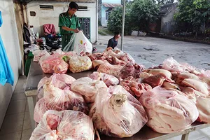 TP.HCM sẽ tiêu hủy ngay heo, gà nhiễm chất cấm
