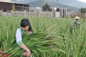 Hoa Đà Lạt: Xuất khẩu hay là...chết?