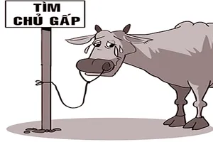 ‘Năm cha ba mẹ’ con bò!