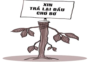 Cây bơ bị trộm ngọn