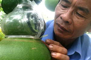 Bưởi hồ lô Việt ‘so găng’ thần tài Trung Quốc
