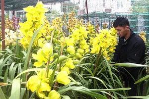 Hoa độc Đà Lạt, kiểng lạ miền Tây chinh phục khách Sài Gòn