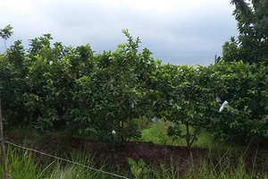 Thi hành án ‘bắt cá hai tay’